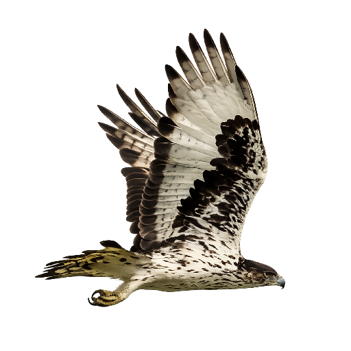 Eagle Attack icon